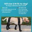Dog Boots
