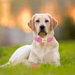 Personalized Custom Collars