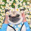 Daisy Harness