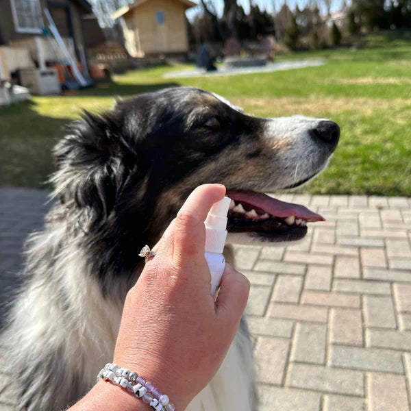 Mintier - Mintier - Dog Breath Spray 60ml