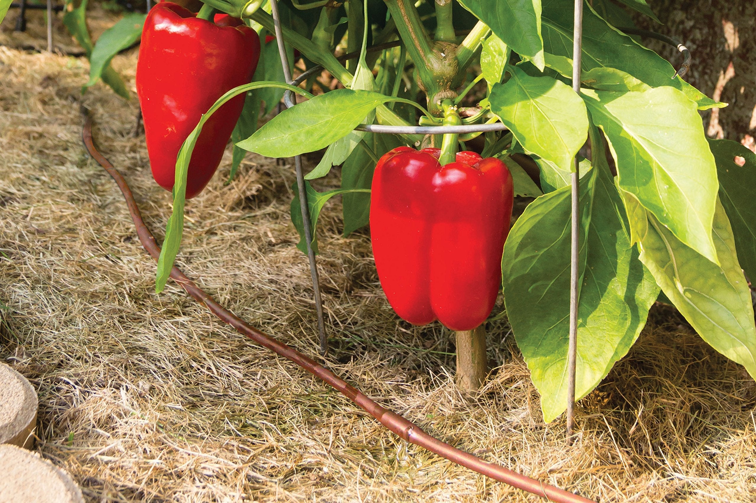 Rain Bird ET25-50S2 Drip Irrigation Pressure Compensating 1/4