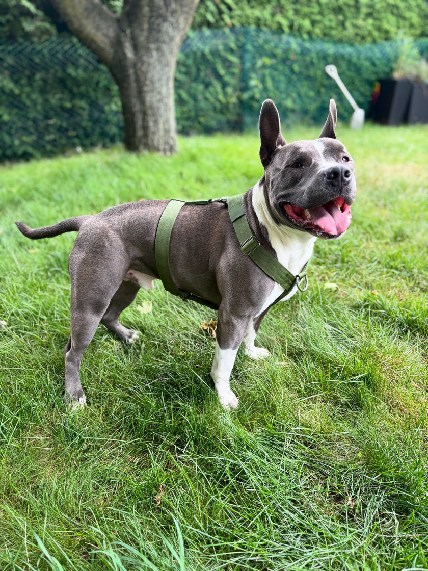 Y Strap Adventure Harness - Cactus Green