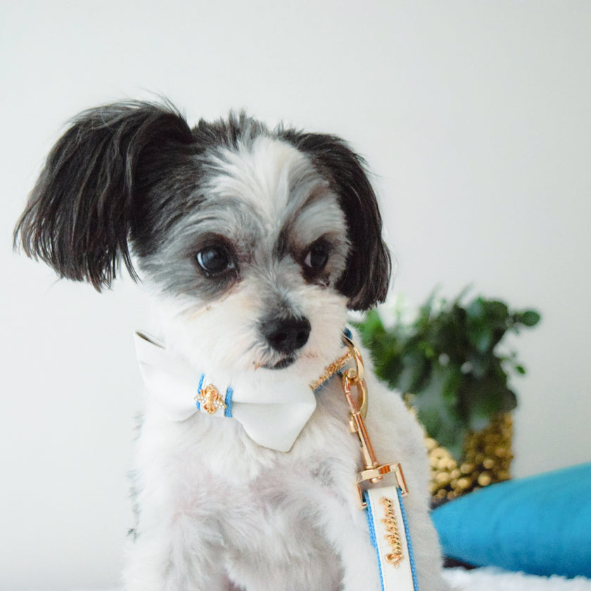 My Baby Boy Collar