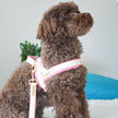 My Baby Girl Collar
