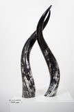 Ankole Dark Decorative Horn Set