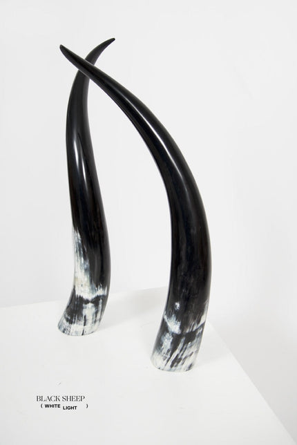 Ankole Dark Decorative Horn Set
