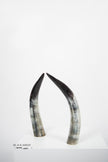 Ankole Dark Decorative Horn Set