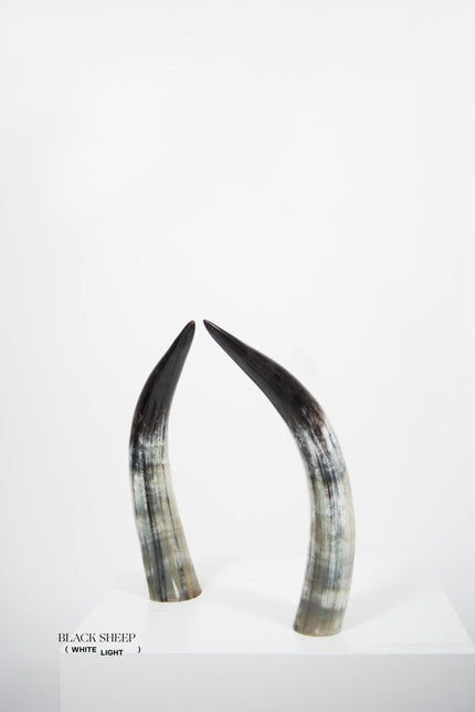 Ankole Dark Decorative Horn Set
