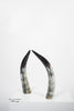 Ankole Dark Decorative Horn Set