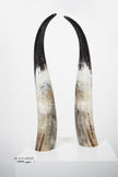 Ankole Dark Decorative Horn Set