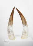 Ankole Light Decorative Horn Set