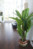 Anna Artificial Banana Tree Potted Plant (Multiple Sizes)