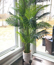 Arlo Artificial Hawaii Kwai Palm Tree Potted Plant (Multiple Sizes)