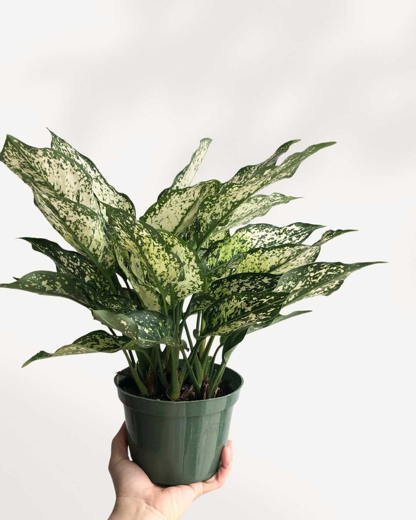 Chinese Evergreen Spring Snow