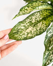 Chinese Evergreen Spring Snow