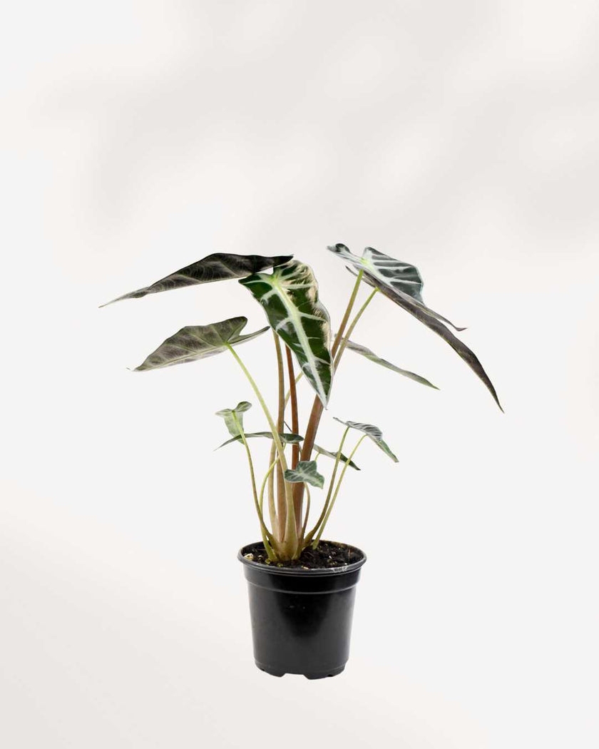 Alocasia Bambino – A Compact Beauty with Bold Leaves