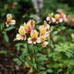 Alstroemeria (Lily of the Inca)