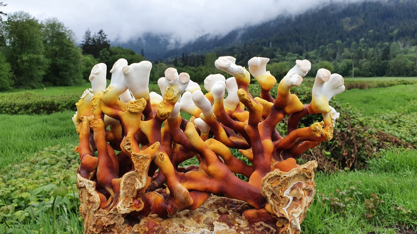 Antler Reishi
