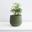 Juniper Planter