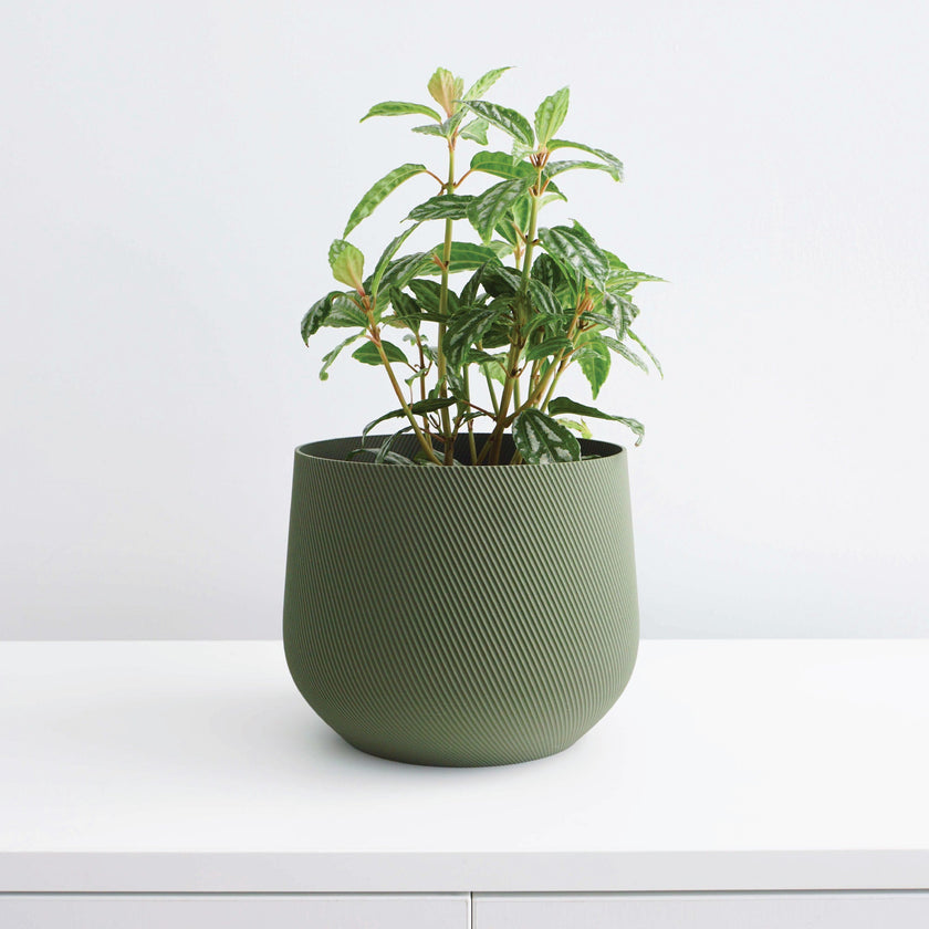 Juniper Planter