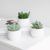 Mini Planter Set