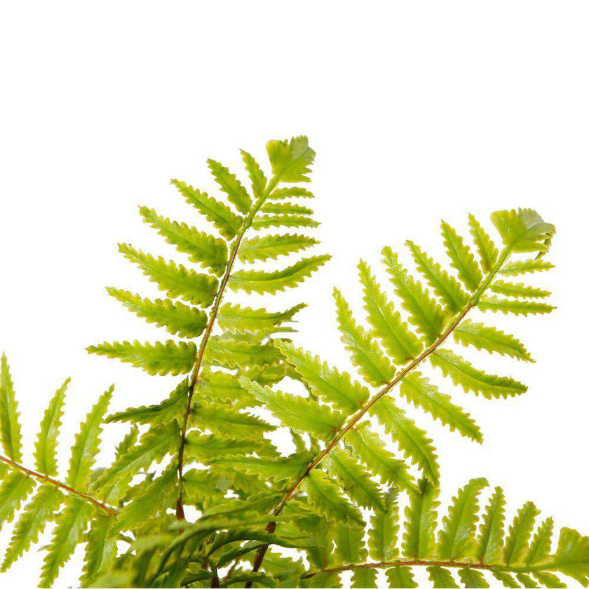 Bali Potted Faux Fern