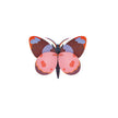 Bellissima Butterfly