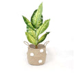 Bomba - Seagrass Basket With White Pompoms