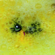 SK - Banana Bunch