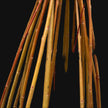 Basket willow Cuttings