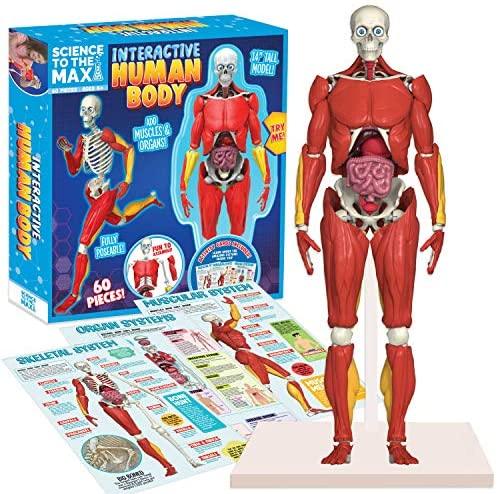 Be Amazing Toys - Corps humain interactif