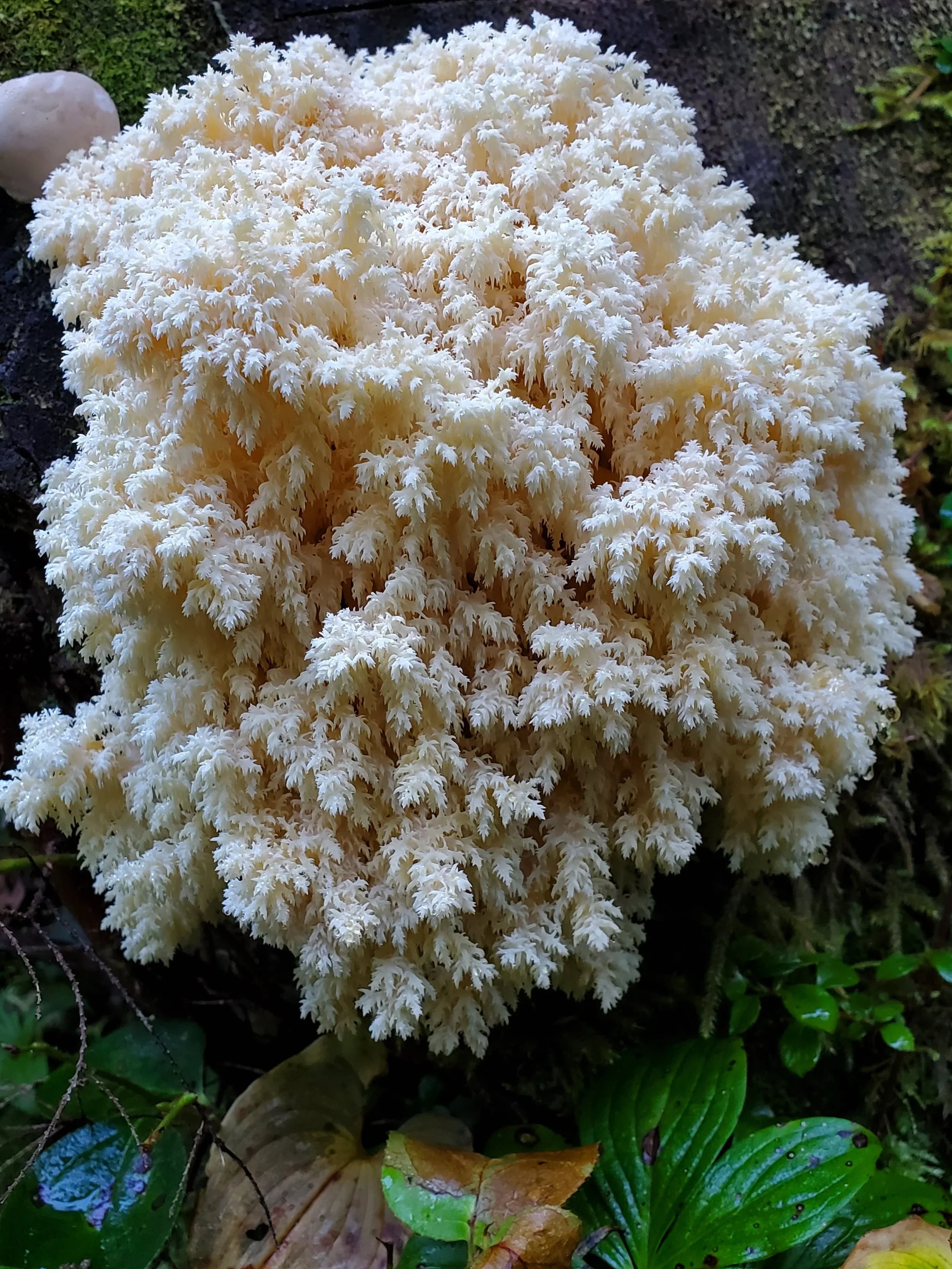Bear's Tooth