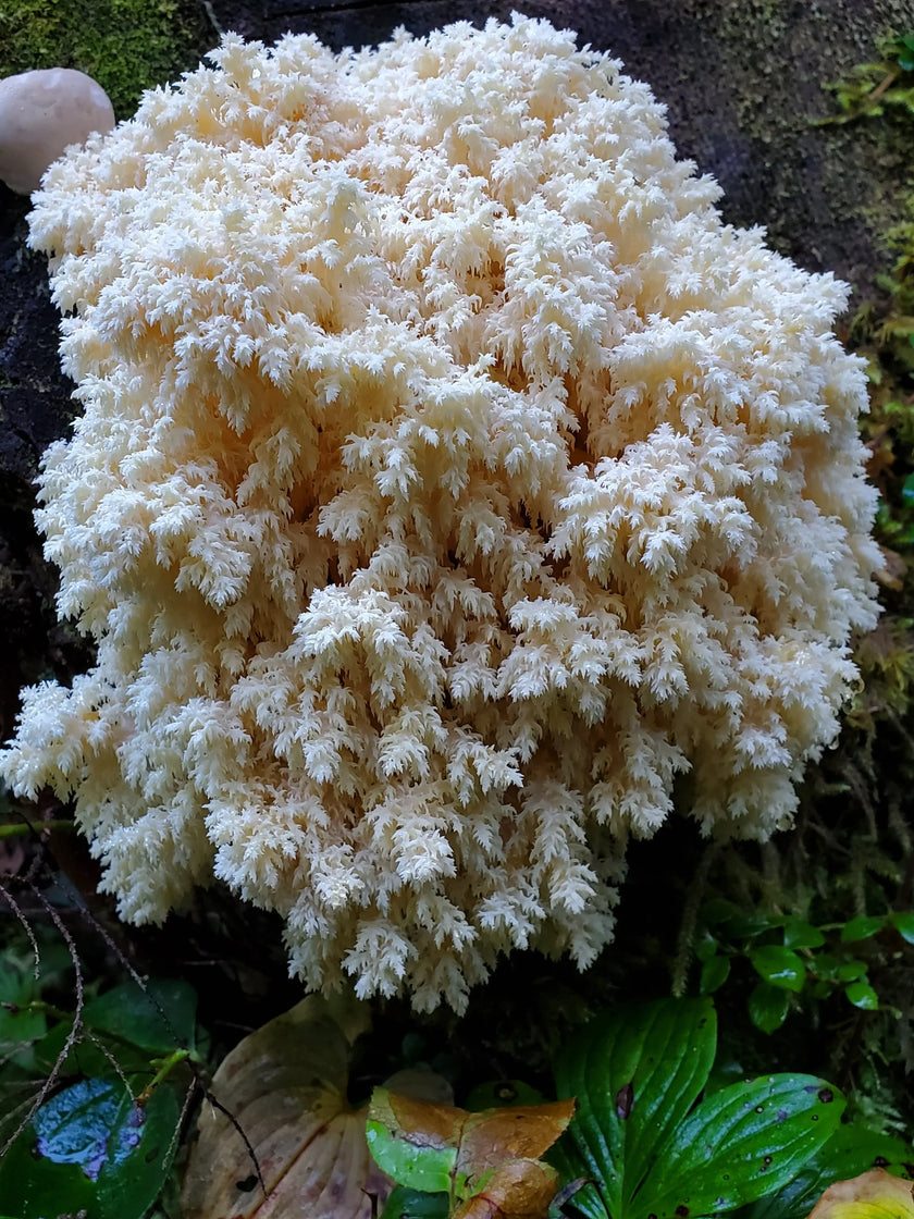 Bear's Tooth