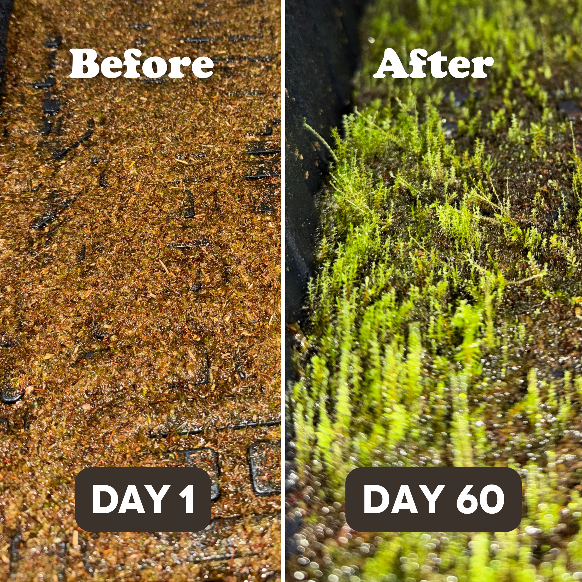 Native Boreal Mix Growable Moss for the Shade - PRE-ORDER
