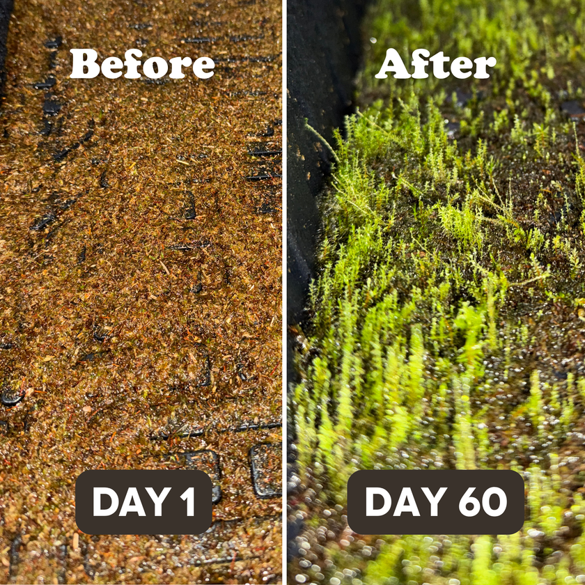 Native Boreal Mix Growable Moss for the Shade - PRE-ORDER