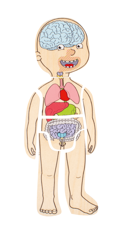 Beleduc - Body Puzzle - Boy