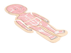Beleduc - Body Puzzle - Boy