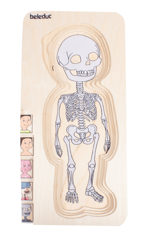 Beleduc - Body Puzzle - Boy