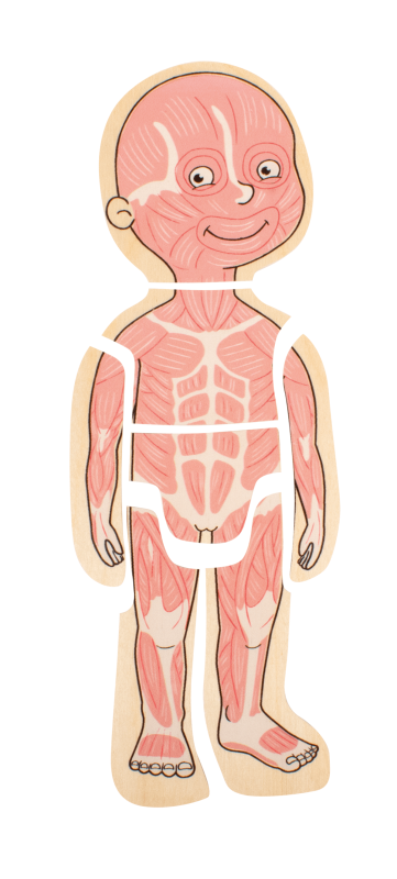 Beleduc - Body - Puzzle - Girl