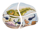 Beleduc - Layer Puzzle - Frog