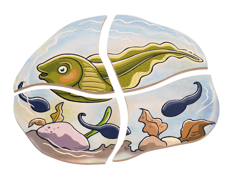 Beleduc - Layer Puzzle - Frog