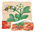 Beleduc - Layer Puzzle - Strawberry