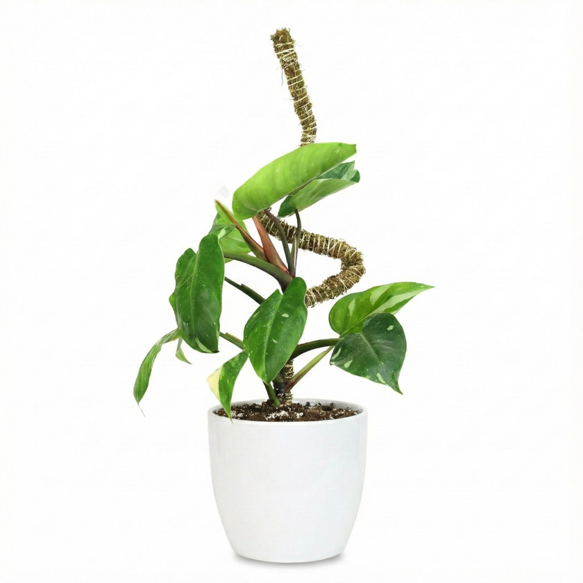 The Bendable Moss Pole™ 𝘛𝘏𝘐𝘕