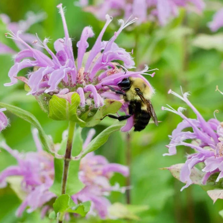 Bergamot