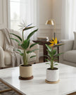 Bird of Paradise
