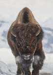 Wall Art Bison en approche