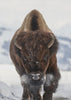 Wall Art Bison en approche