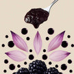 Black Mulberry Extract – All Natural