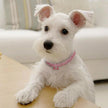 Bling Rhinestone Dog Collar – Crystal Pet Collar for Small Dogs & Cats (Blue, Pink, White | S/M/L)