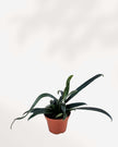 Blue Oil Fern